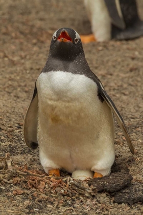 Picture of SAUNDERS ISL, GENTOO PENGUIN WITH EGG