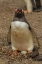 Picture of SAUNDERS ISL, GENTOO PENGUIN WITH EGG