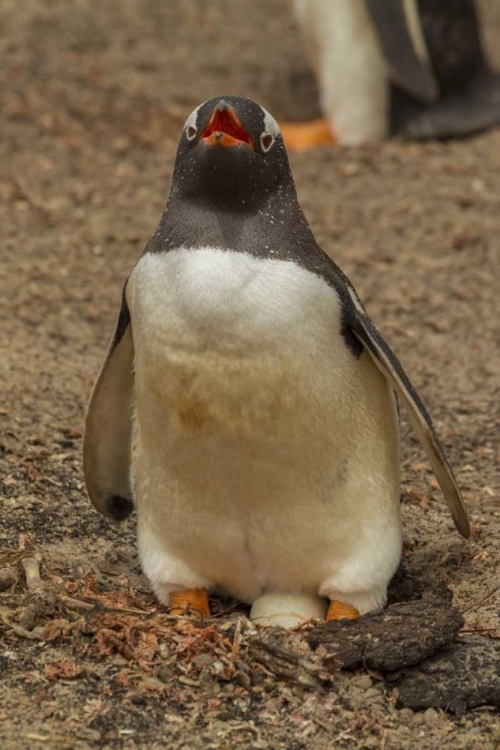 Picture of SAUNDERS ISL, GENTOO PENGUIN WITH EGG