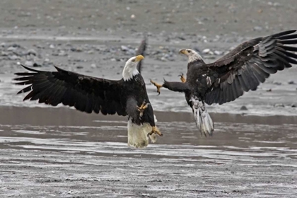 Picture of AK, CHILKAT TWO BALD EAGLES FIGHTING