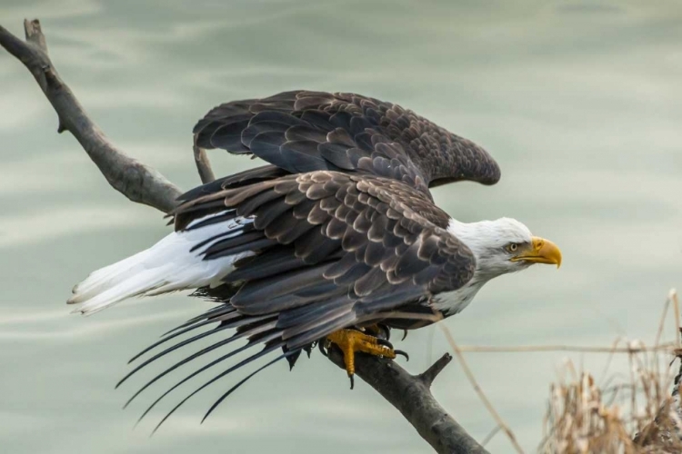 Picture of AK, CHILKAT BALD EAGLE TAKING FLIGHT