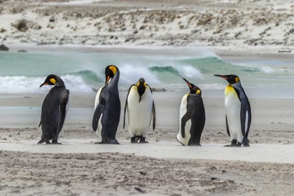 Picture of EAST FALKLAND KING PENGUINS ON BEACH