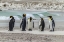 Picture of EAST FALKLAND KING PENGUINS ON BEACH