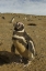 Picture of CHILE, PATAGONIA MAGELLANIC PENGUINS