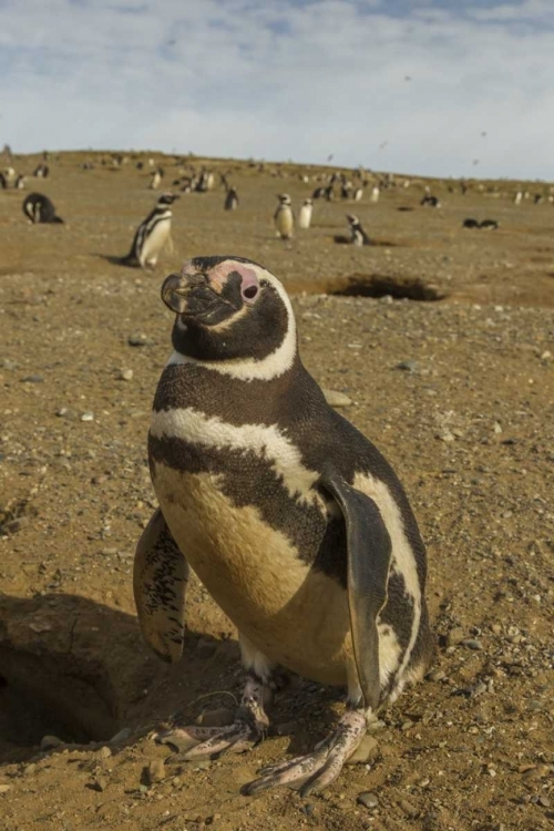 Picture of CHILE, PATAGONIA MAGELLANIC PENGUINS