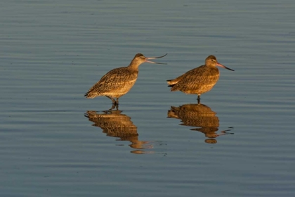 Picture of CA, MARBLED GODWITS MATING BEHAVIOR