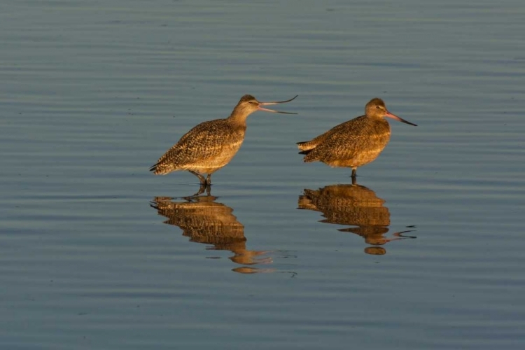 Picture of CA, MARBLED GODWITS MATING BEHAVIOR