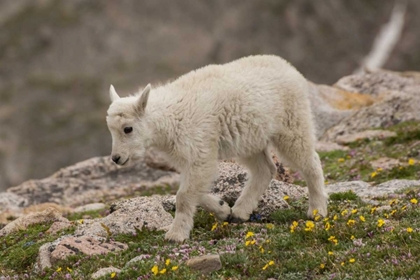 Picture of COLORADO, MT EVANS MOUNTAIN GOAT KID