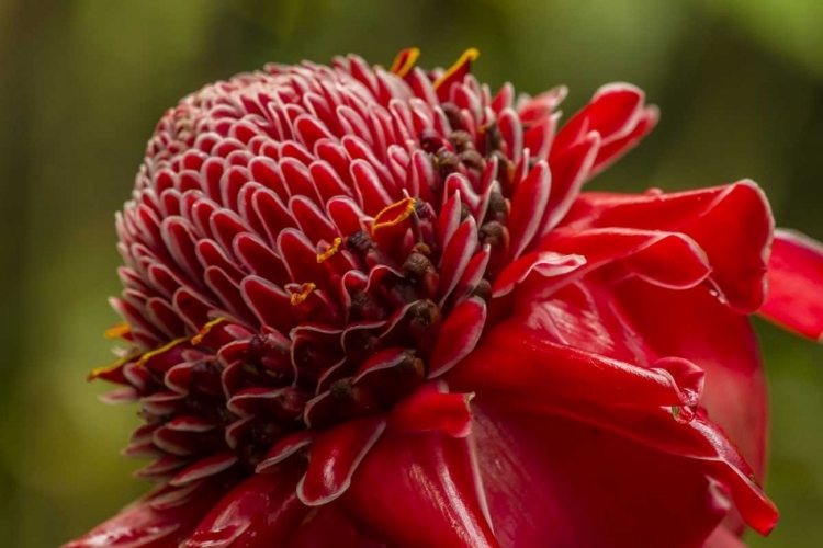 Picture of HAWAII, THE BIG ISLAND GINGER BLOSSOM