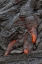 Picture of HAWAII, KILAUEA MOLTEN LAVA HARDENING