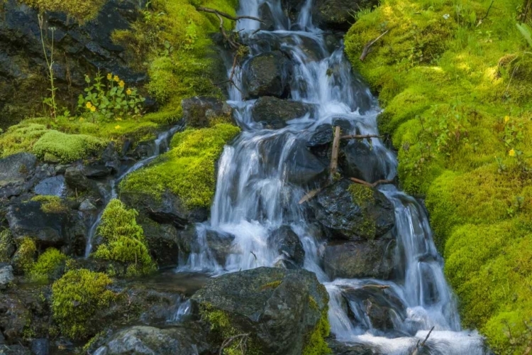 Picture of COLORADO, SAN JUAN MTS MOSSY HILLSIDE