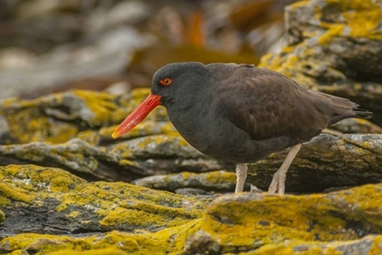 Picture of CARCASS ISLAND BLACKISH OYSTERCATCHER