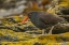 Picture of CARCASS ISLAND BLACKISH OYSTERCATCHER