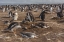 Picture of SEA LION ISLAND GENTOO PENGUIN COLONY