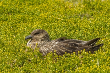 Picture of SEA LION ISLAND FALKLAND SKUA ON NEST