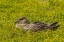 Picture of SEA LION ISLAND FALKLAND SKUA ON NEST