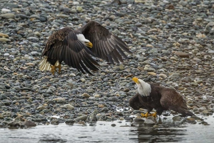 Picture of AK, CHILKAT BALD EAGLE FIGHT FOR FISH