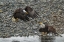 Picture of AK, CHILKAT BALD EAGLE FIGHT FOR FISH