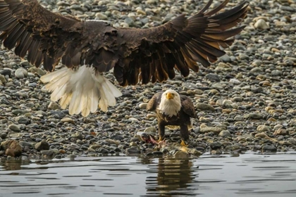 Picture of AK, CHILKAT BALD EAGLE FIGHT FOR FISH