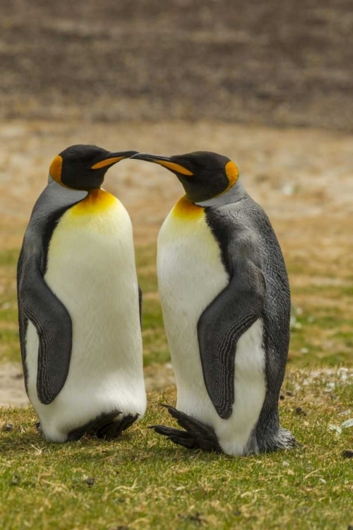Picture of SAUNDERS ISLAND PAIR OF KING PENGUINS