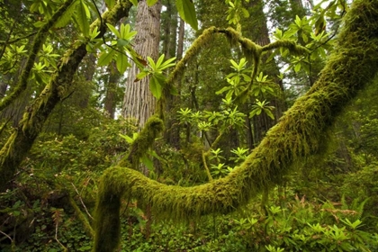 Picture of CA, REDWOODS NP RHODODENDRON BRANCHES