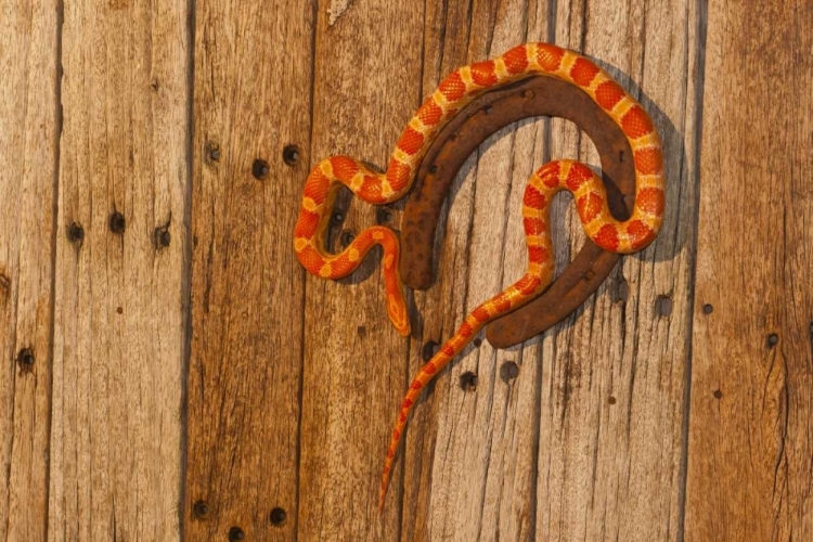 Picture of NORTH CAROLINA AMELANISTIC CORN SNAKE