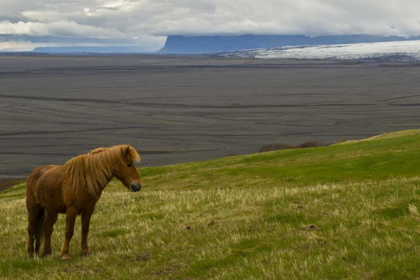 Picture of ICELAND, SKAFTAFELL NP ICELANDIC HORSE