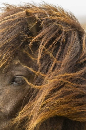 Picture of EUROPE, ICELAND ICELANDIC HORSES HEAD