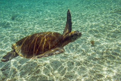 Picture of ECUADOR, GALAPAGOS NP GREEN SEA TURTLE