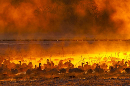 Picture of NEW MEXICO SNOW GEESE IN FOGGY SUNRISE