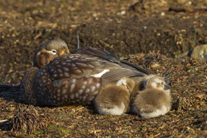 Picture of BLEAKER ISLAND STEAMER DUCK AND CHICKS