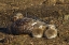 Picture of BLEAKER ISLAND STEAMER DUCK AND CHICKS