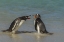 Picture of BLEAKER ISLAND GENTOO PENGUINS ARGUING