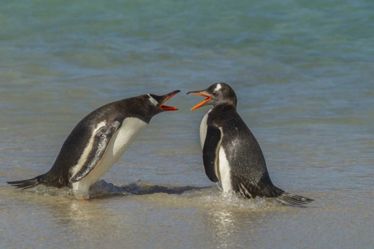 Picture of BLEAKER ISLAND GENTOO PENGUINS ARGUING