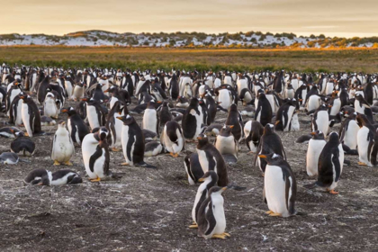 Picture of SEA LION ISLAND GENTOO PENGUINS COLONY