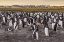 Picture of SEA LION ISLAND GENTOO PENGUINS COLONY
