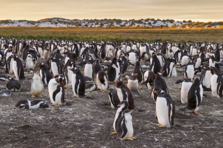 Picture of SEA LION ISLAND GENTOO PENGUINS COLONY