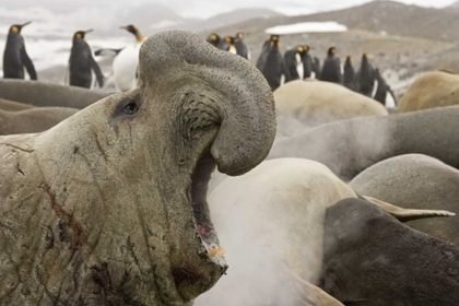 Picture of SOUTH GEORGIA ISL SCARRED ELEPHANT SEAL ROARING