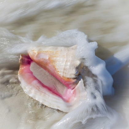 Picture of BAHAMAS, LITTLE EXUMA ISLAND CONCH SHELL IN SURF