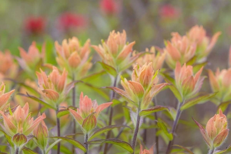 Picture of ALASKA, GLACIER BAY NP INDIAN PAINTBRUSH FLOWERS