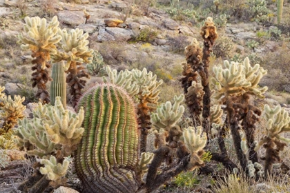 Picture of USA, ARIZONA, TUCSON DESERT SCENIC IN SAGUARO NP