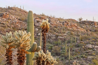 Picture of USA, ARIZONA, TUCSON DESERT SCENIC IN SAGUARO NP