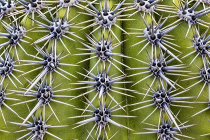 Picture of USA, ARIZONA, TUCSON CLOSE-UP OF A BARREL CACTUS