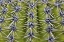 Picture of USA, ARIZONA, TUCSON CLOSE-UP OF A BARREL CACTUS