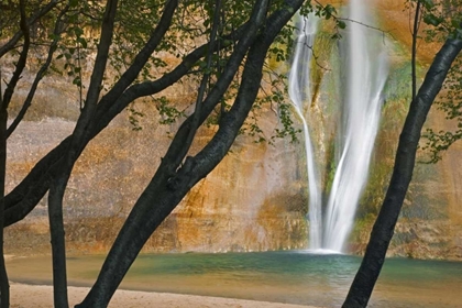 Picture of USA, UTAH VIEW OF CALF CREEK FALLS THROUGH TREES