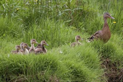 Picture of USA, WASHINGTON, SEABECK MOTHER DUCK WITH BABIES