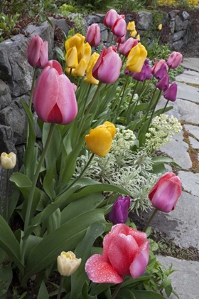 Picture of USA, WASHINGTON, SEABECK TULIPS LINE GARDEN WALL