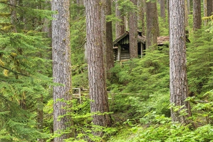 Picture of USA, WASHINGTON, OLYMPIC NP FOREST CABIN SHELTER