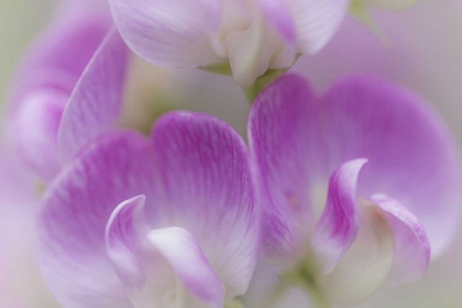Picture of WASHINGTON, SEABECK DETAIL OF SWEET PEA BLOSSOMS