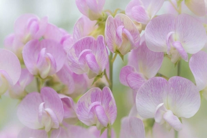 Picture of WASHINGTON, SEABECK DETAIL OF SWEET PEA BLOSSOMS